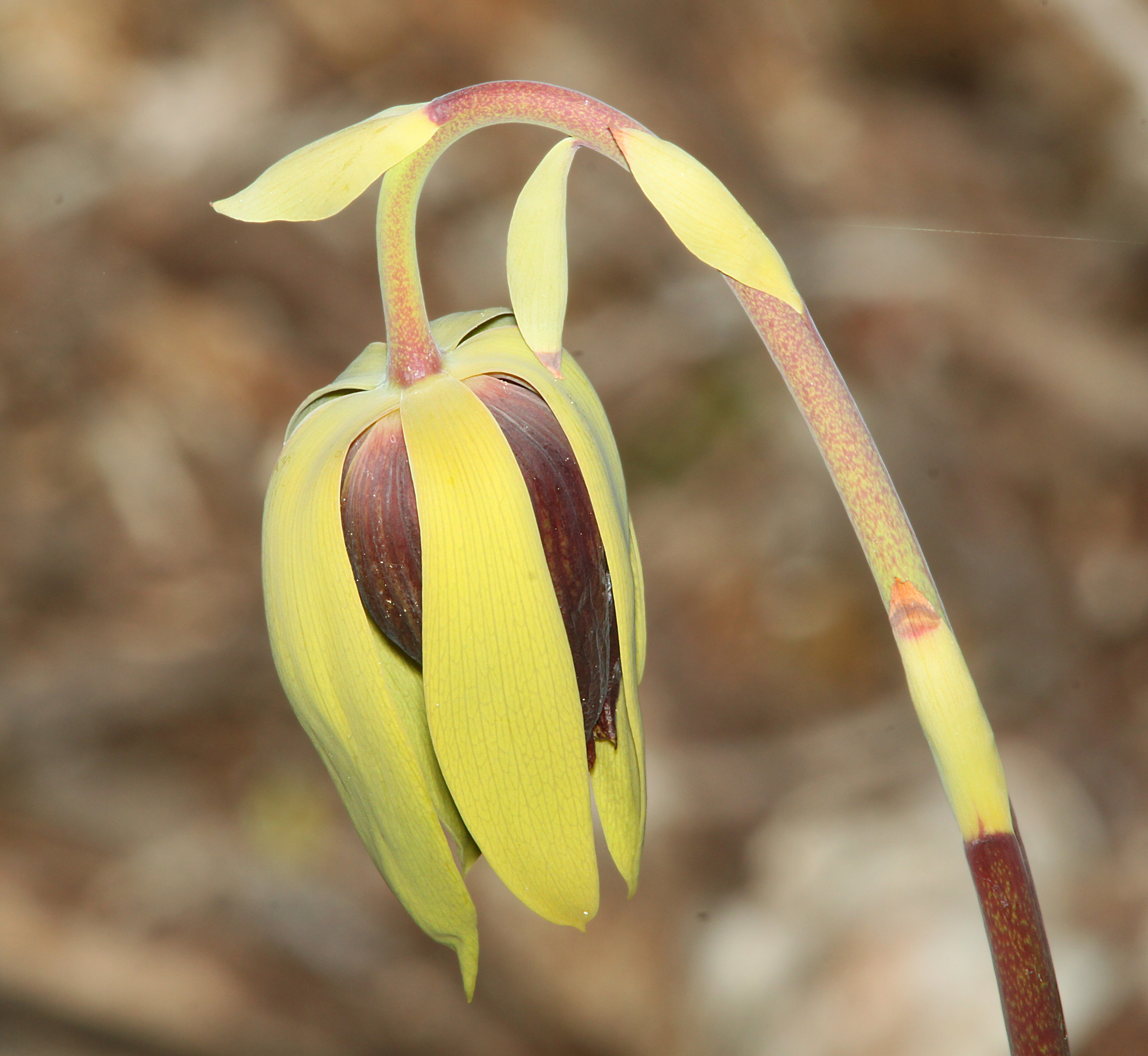 Darlingtonia californica