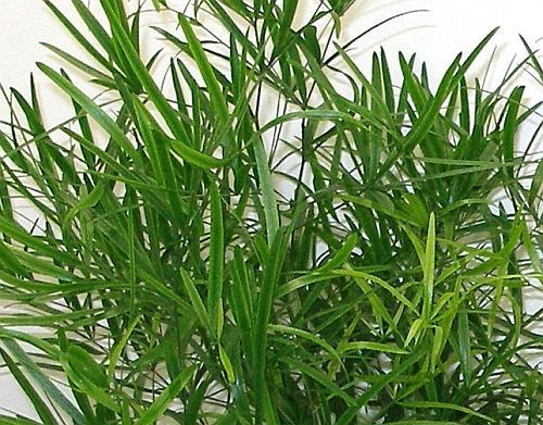 Asparagus falcatus