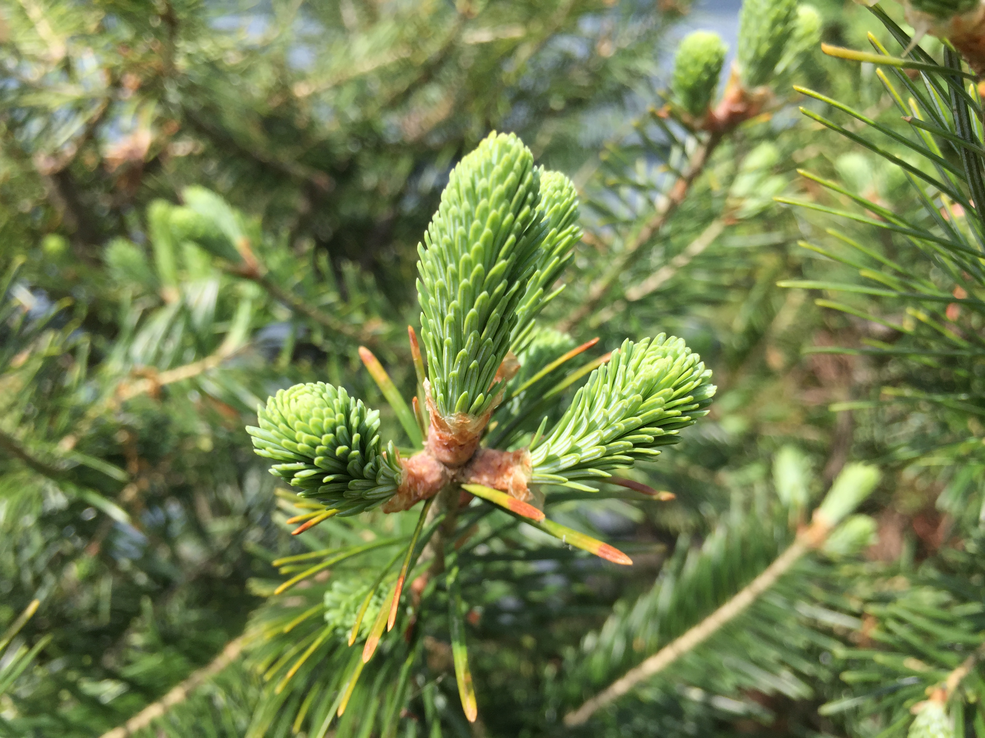Abies balsamea