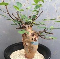 Commiphora longipedecellata