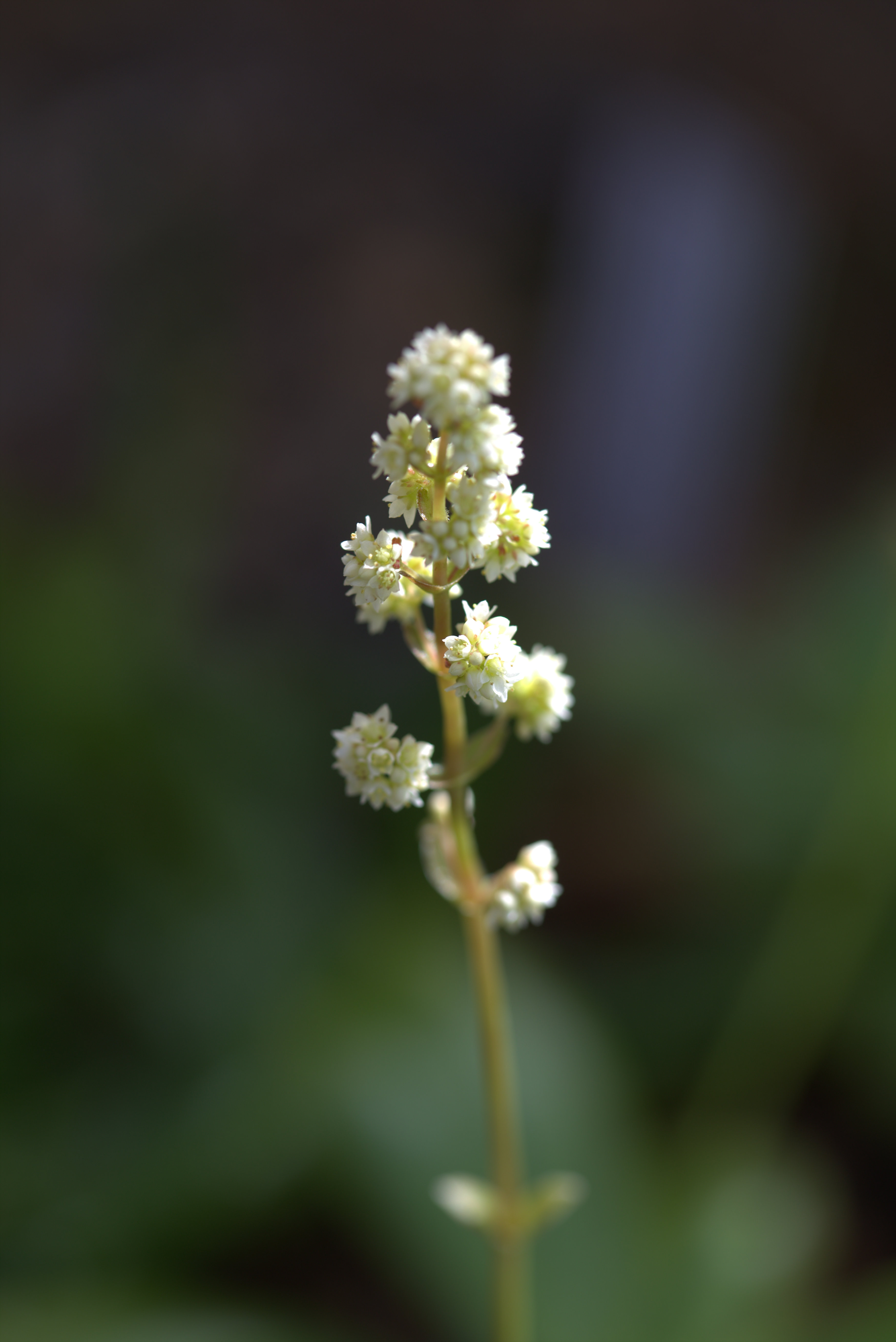 Crassula orbicularis