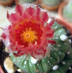 Astrophytum asterias v. rote Bluete
