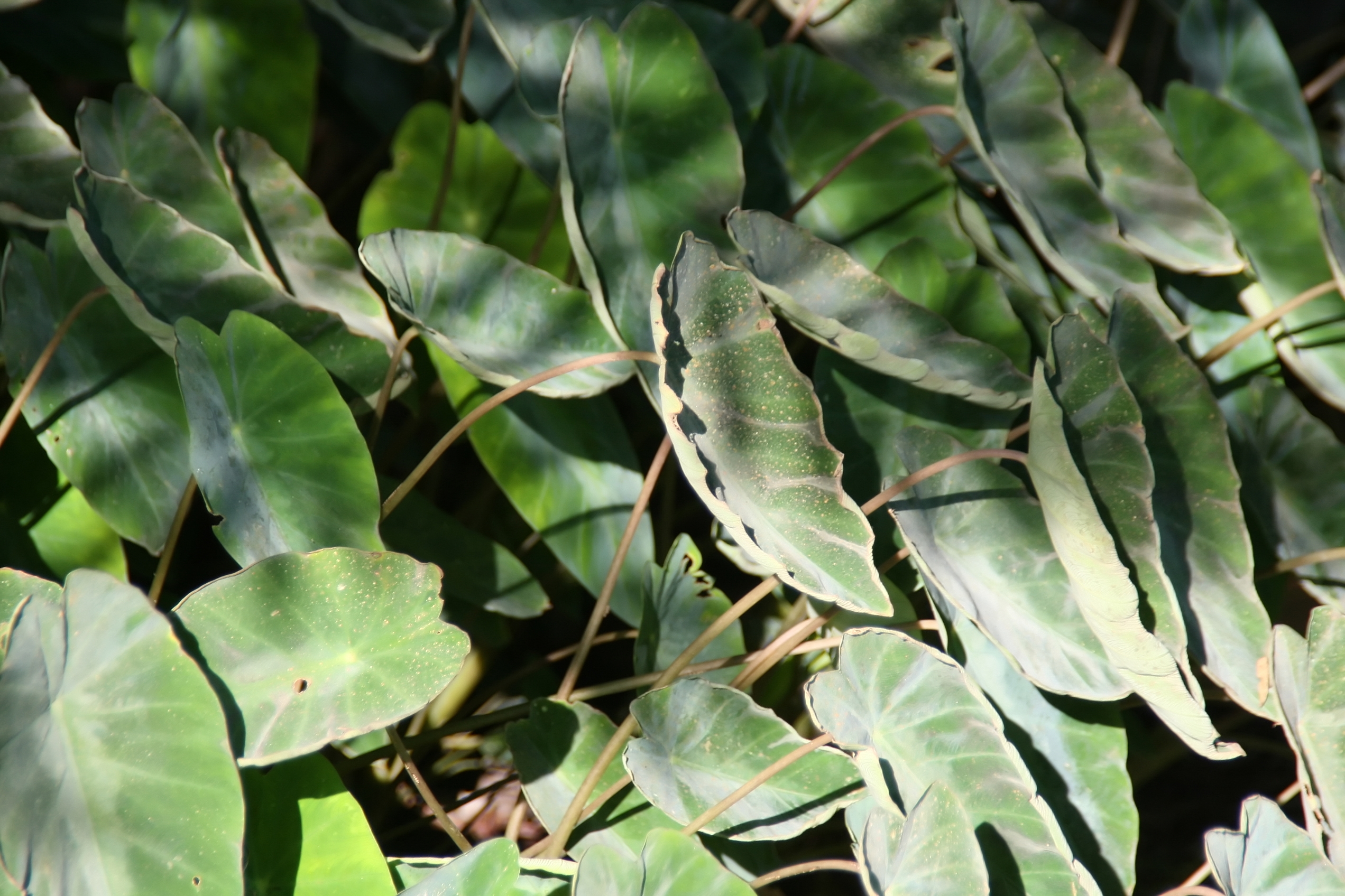 Colocasia fallax