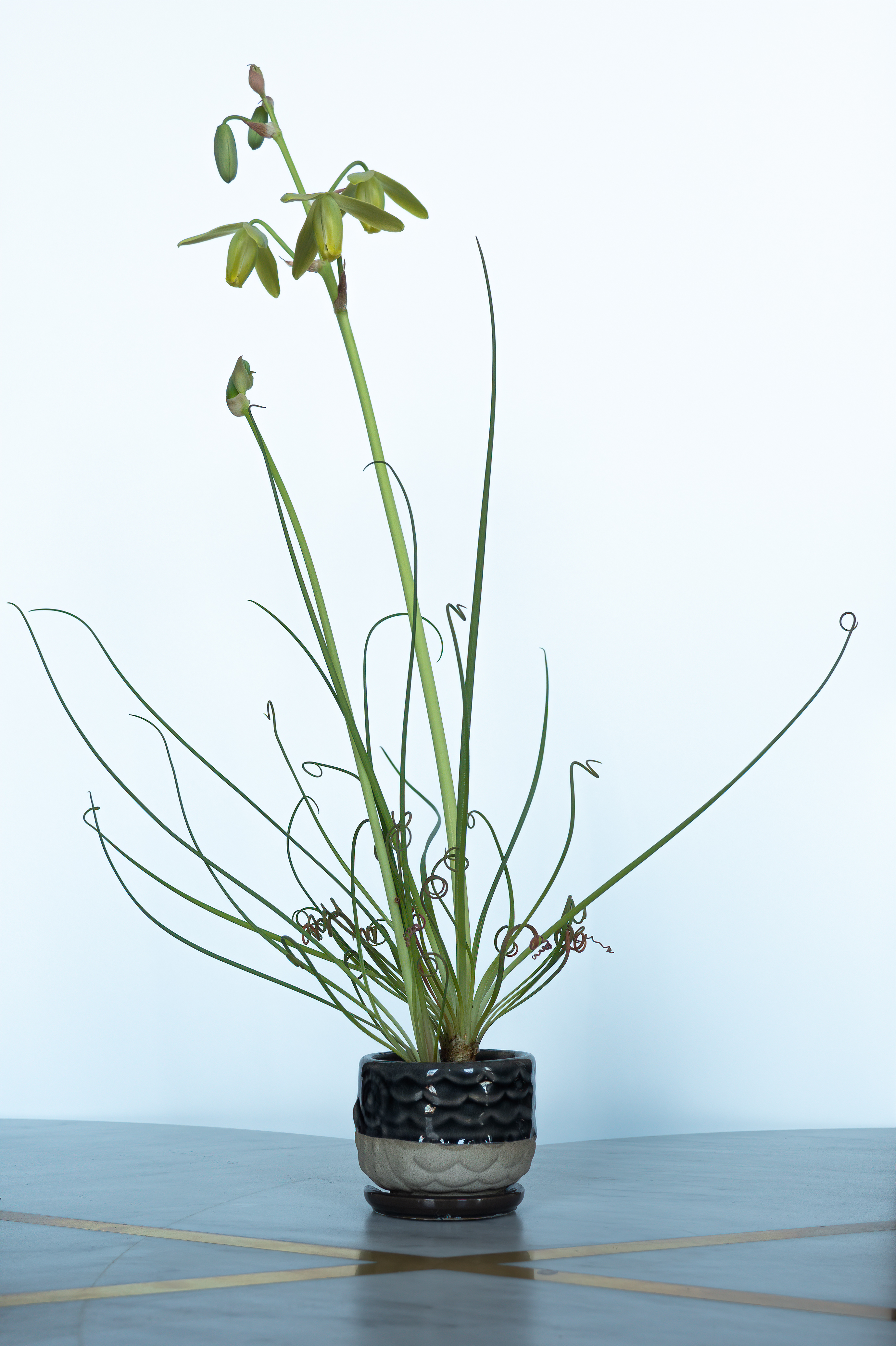 Albuca spiralis