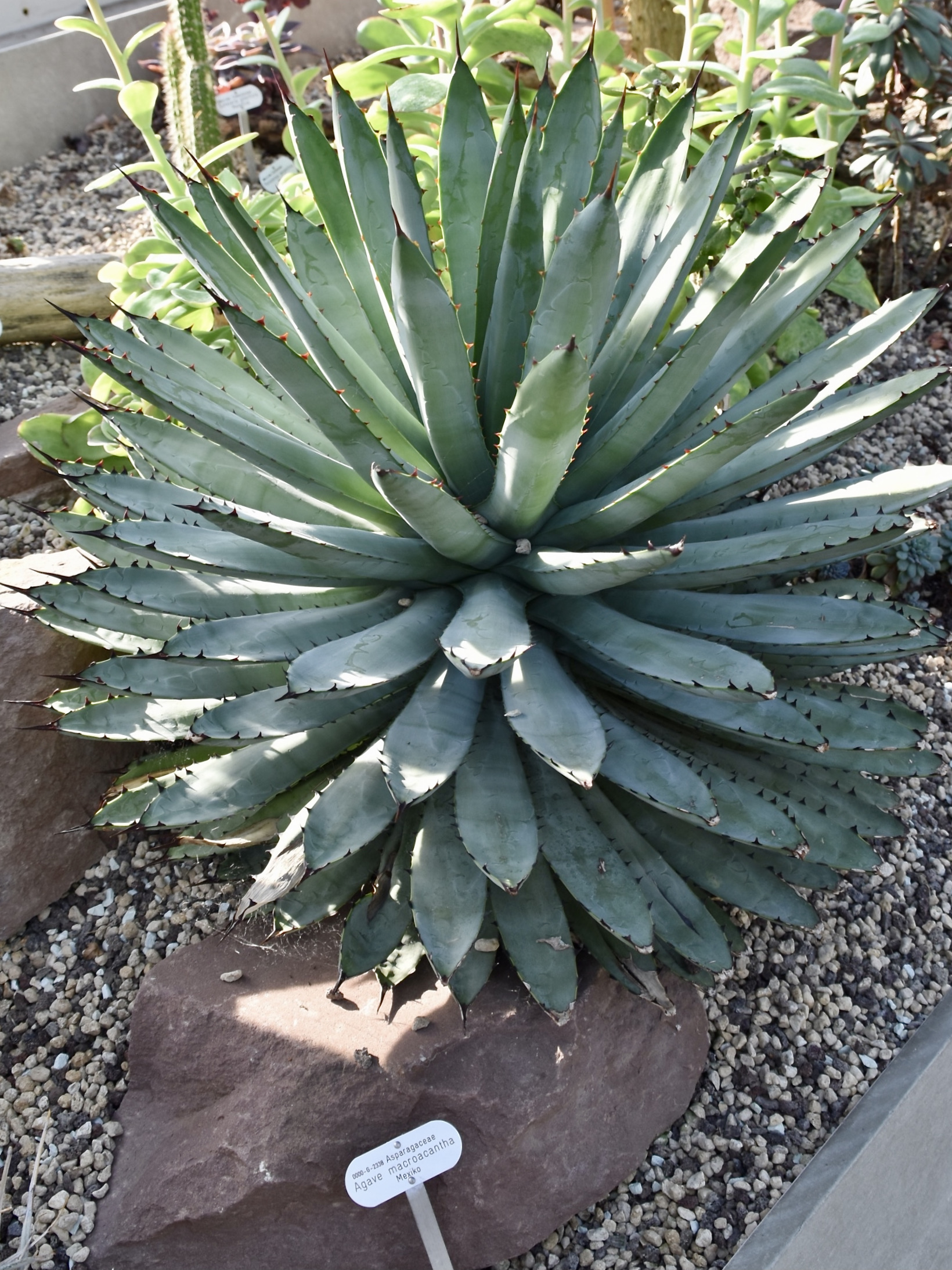 Agave macroacantha