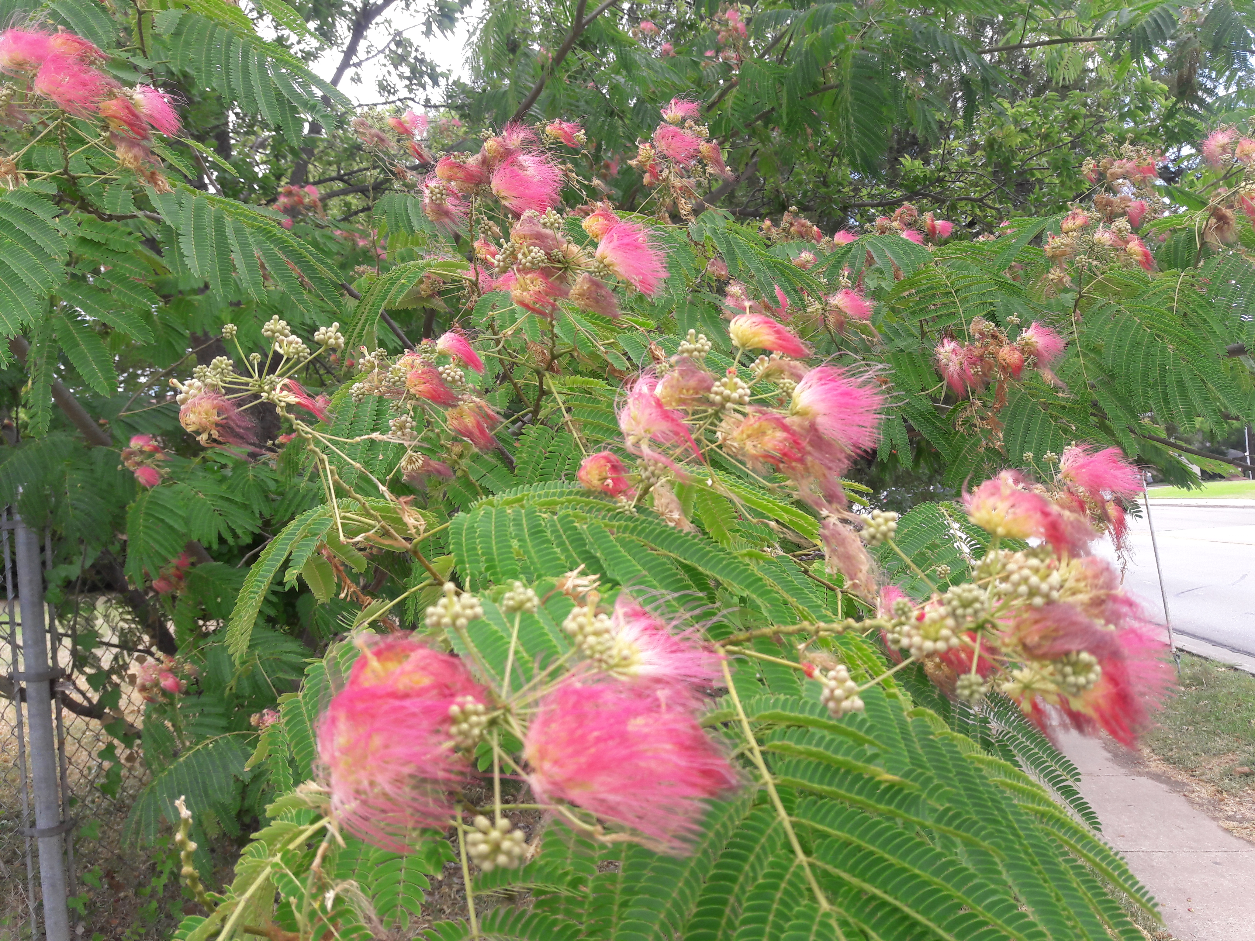 Albizia julibrissin
