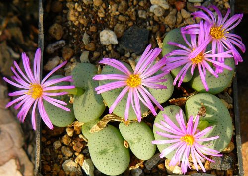 Conophytum middlemostii