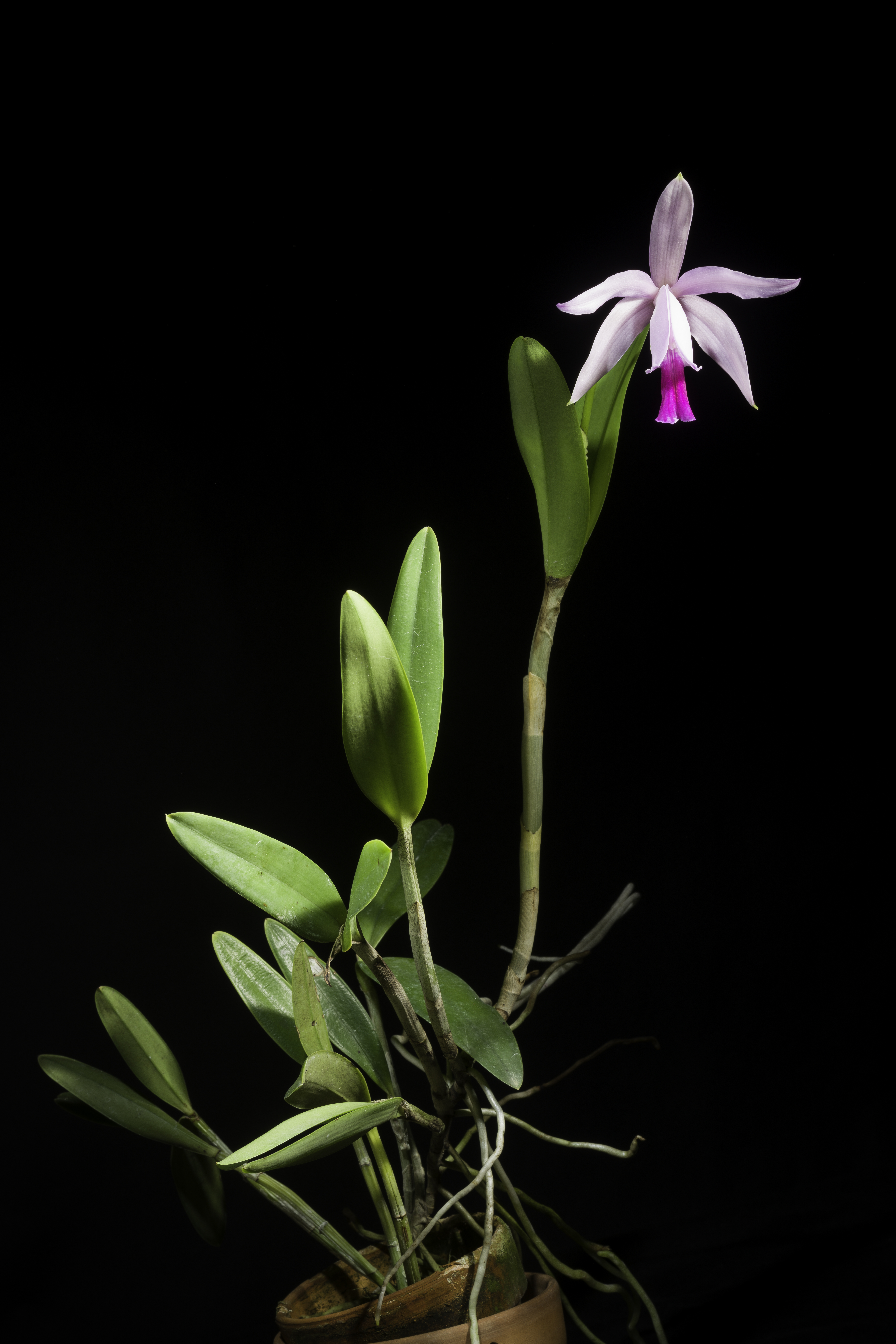 Cattleya intermedia