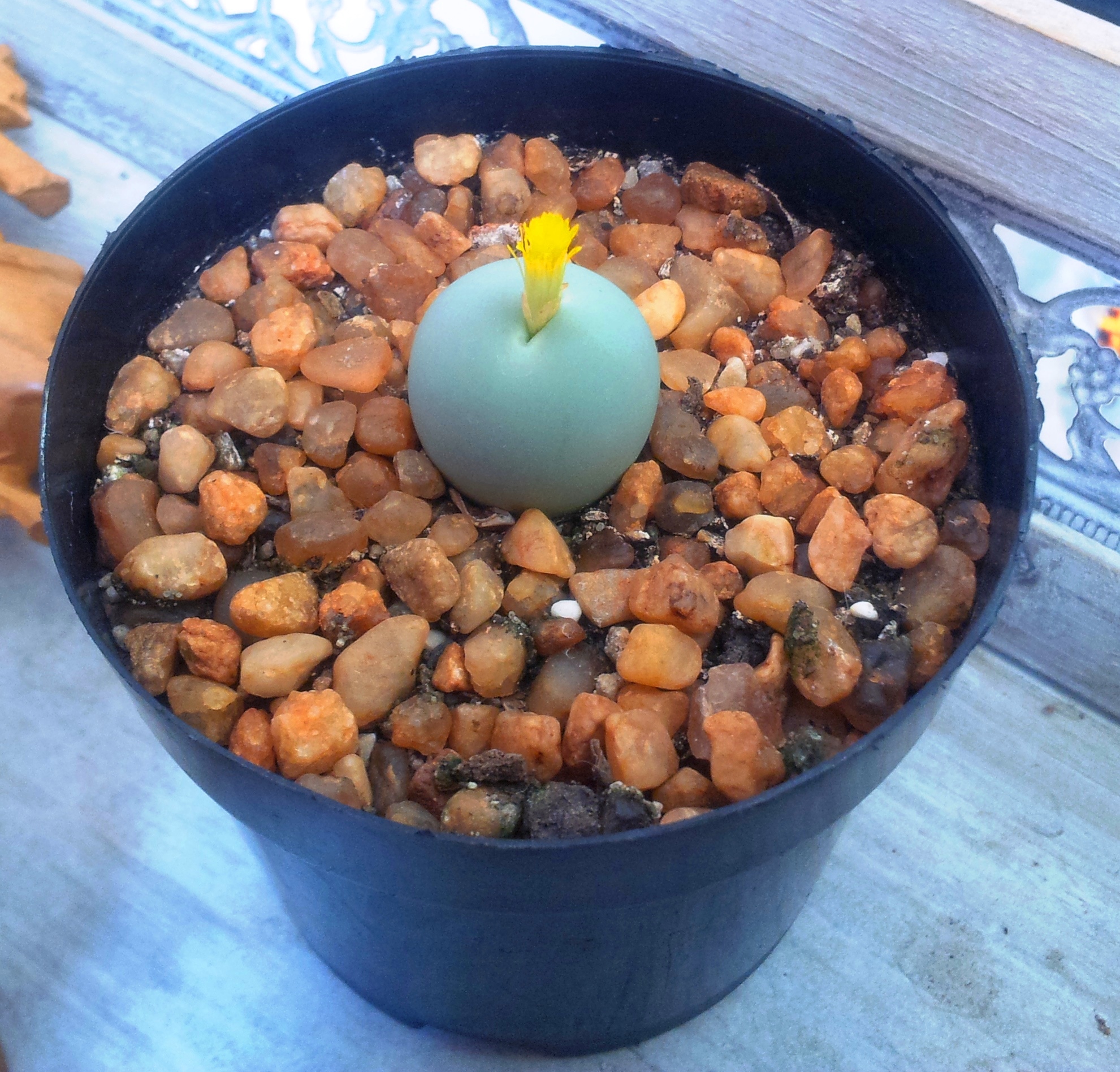 Conophytum calculus