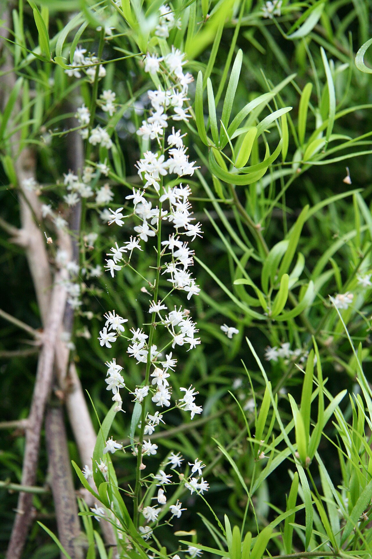 Asparagus falcatus