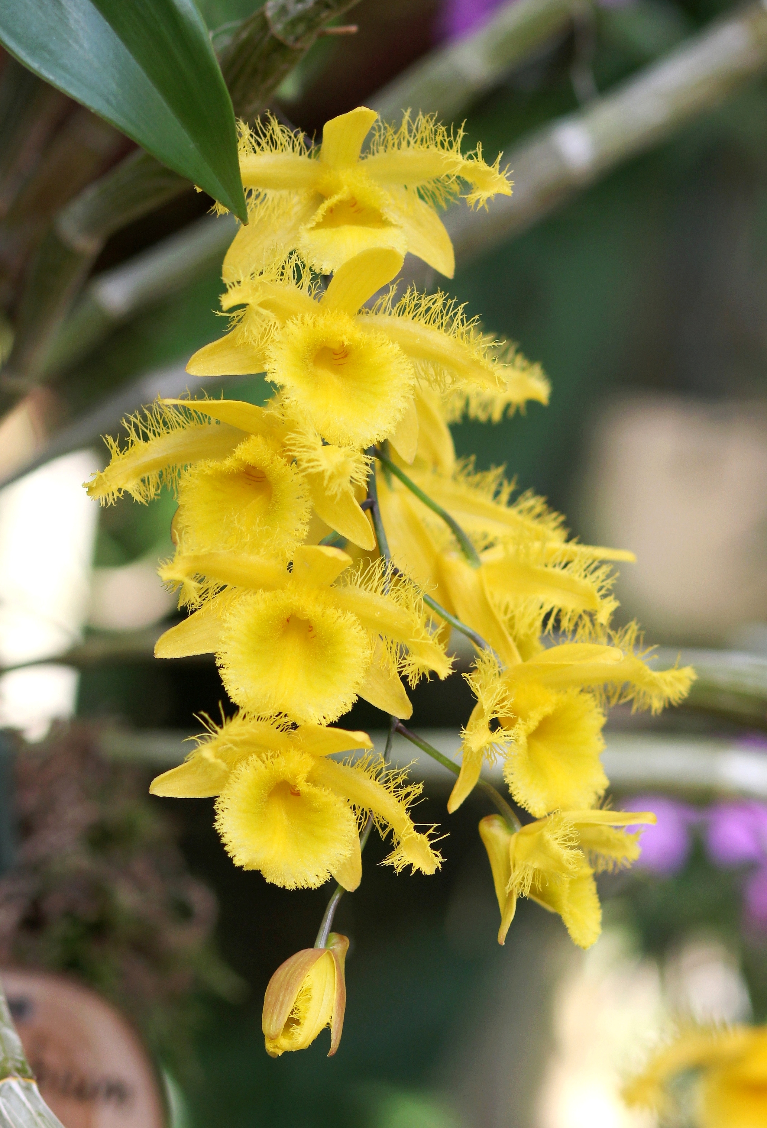 Dendrobium harveyanum