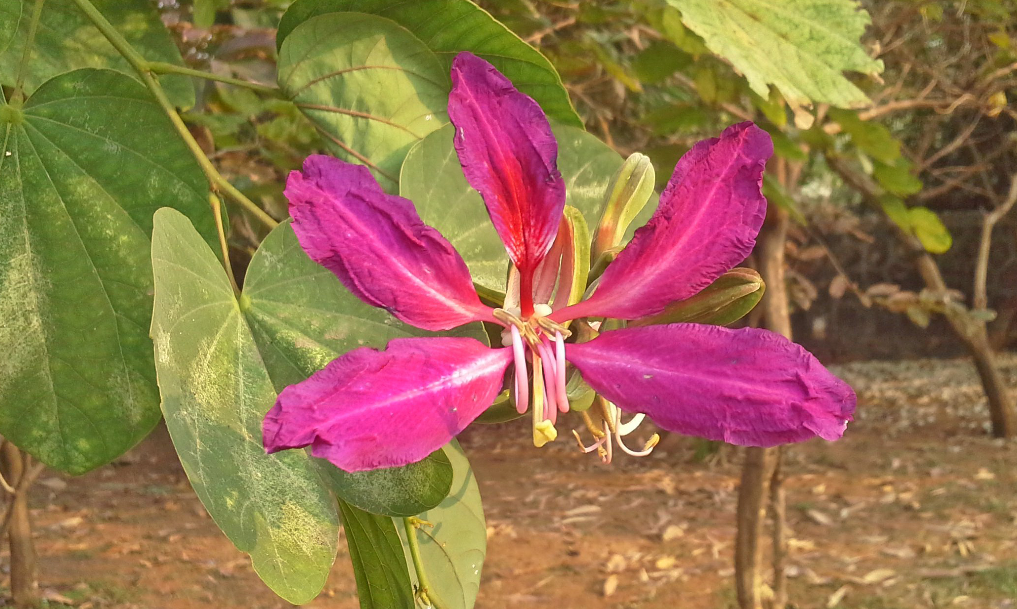 Bauhinia purpurea