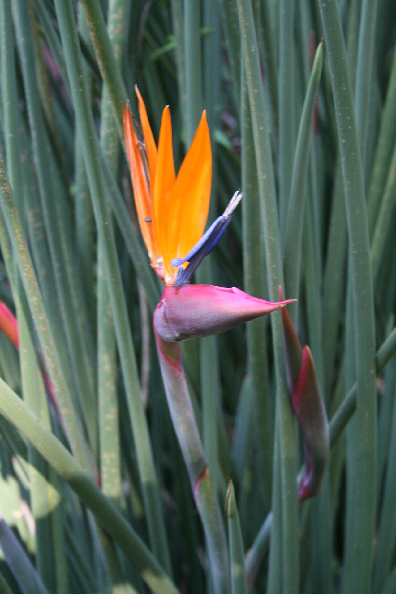 Strelitzia juncea