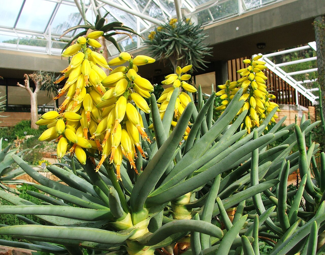 Aloe ramosissima
