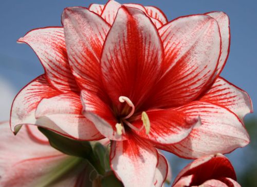 Amaryllis red white striped