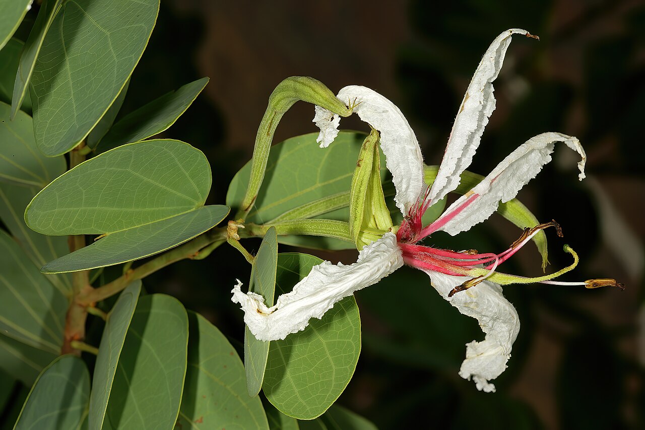 Bauhinia petersiana