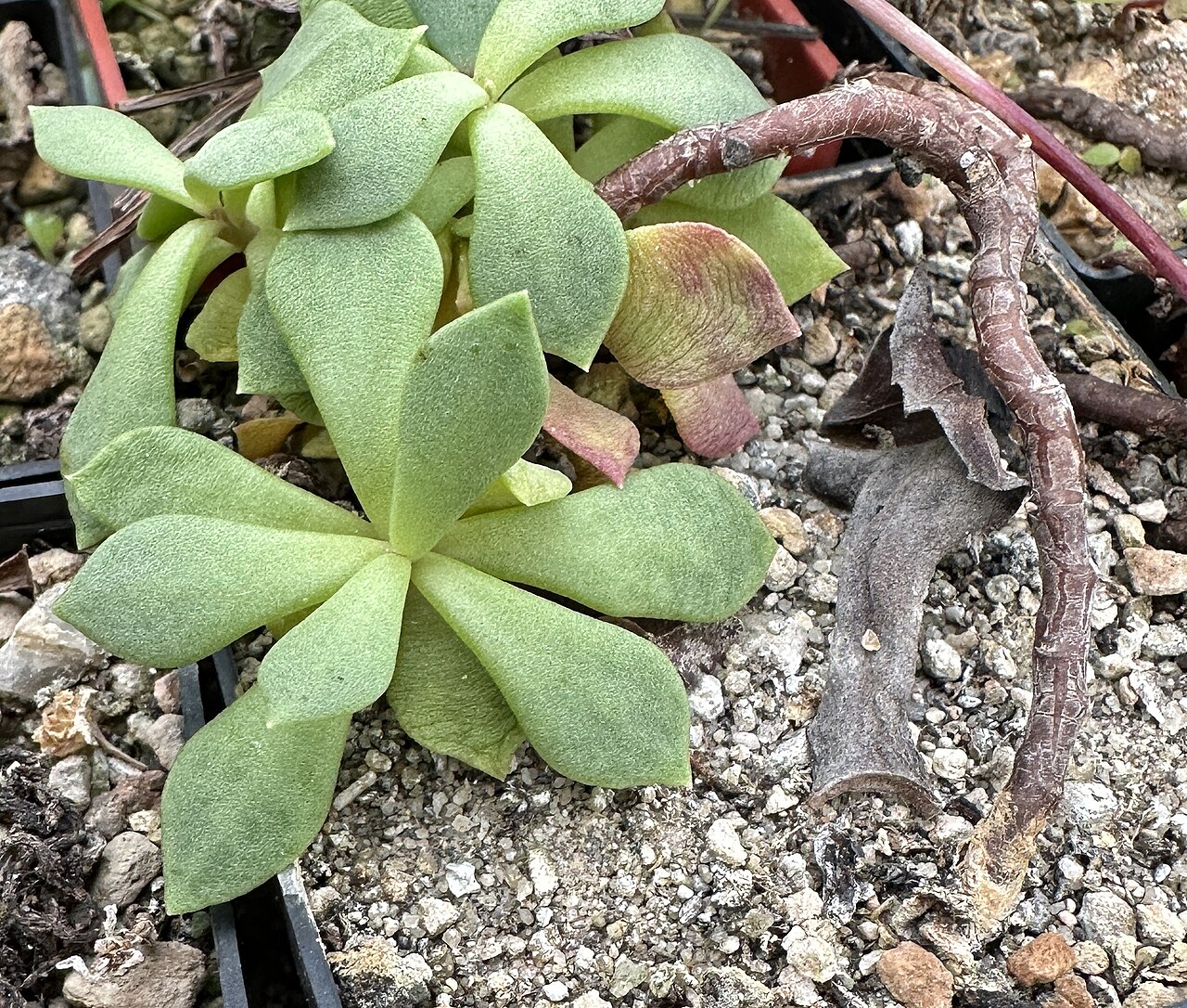 Anacampseros coahuilensis