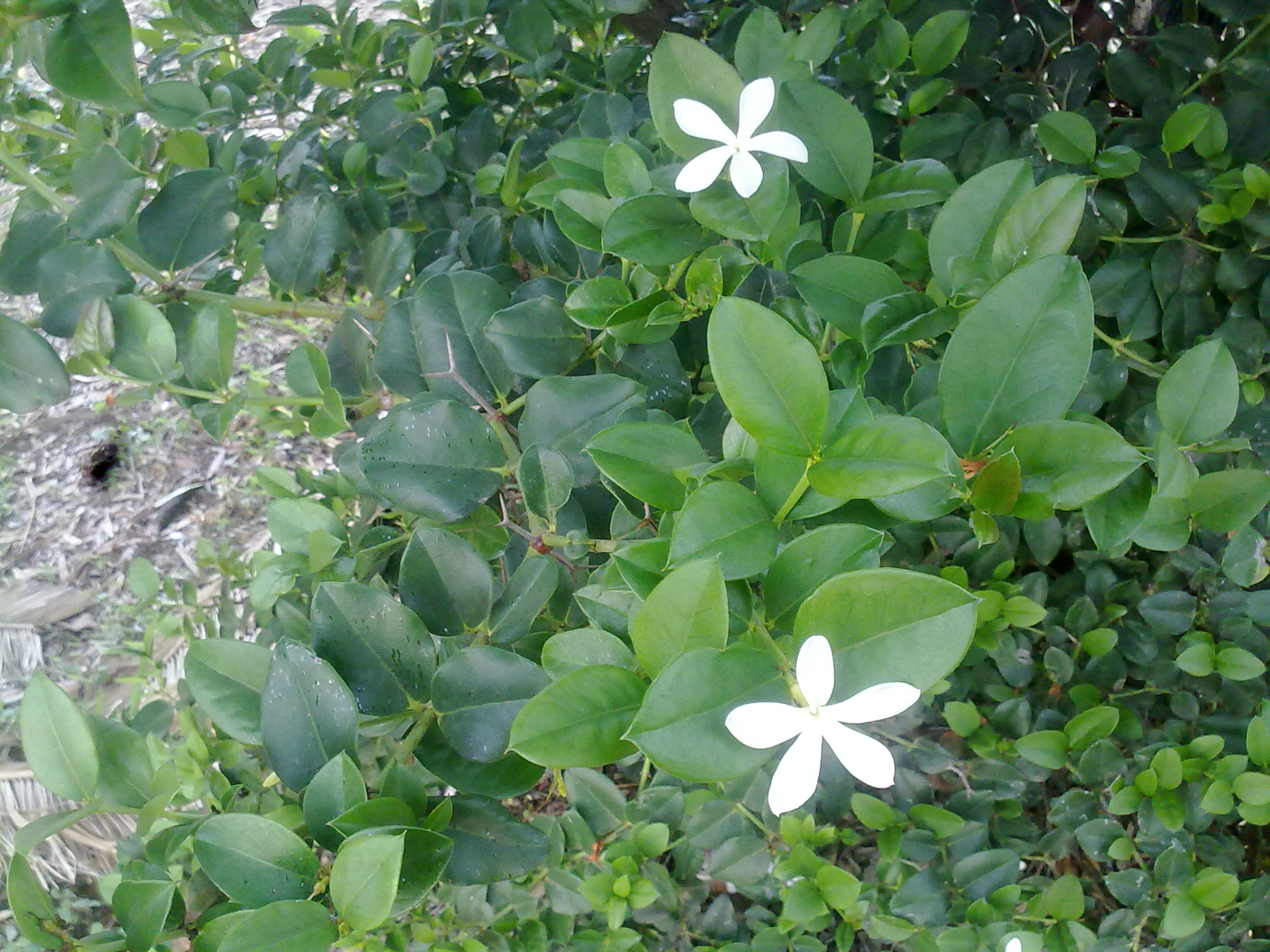 Carissa macrocarpa