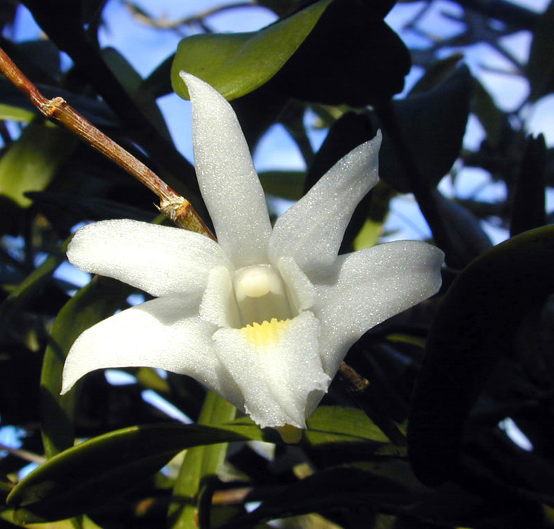 Dendrobium crumenatum