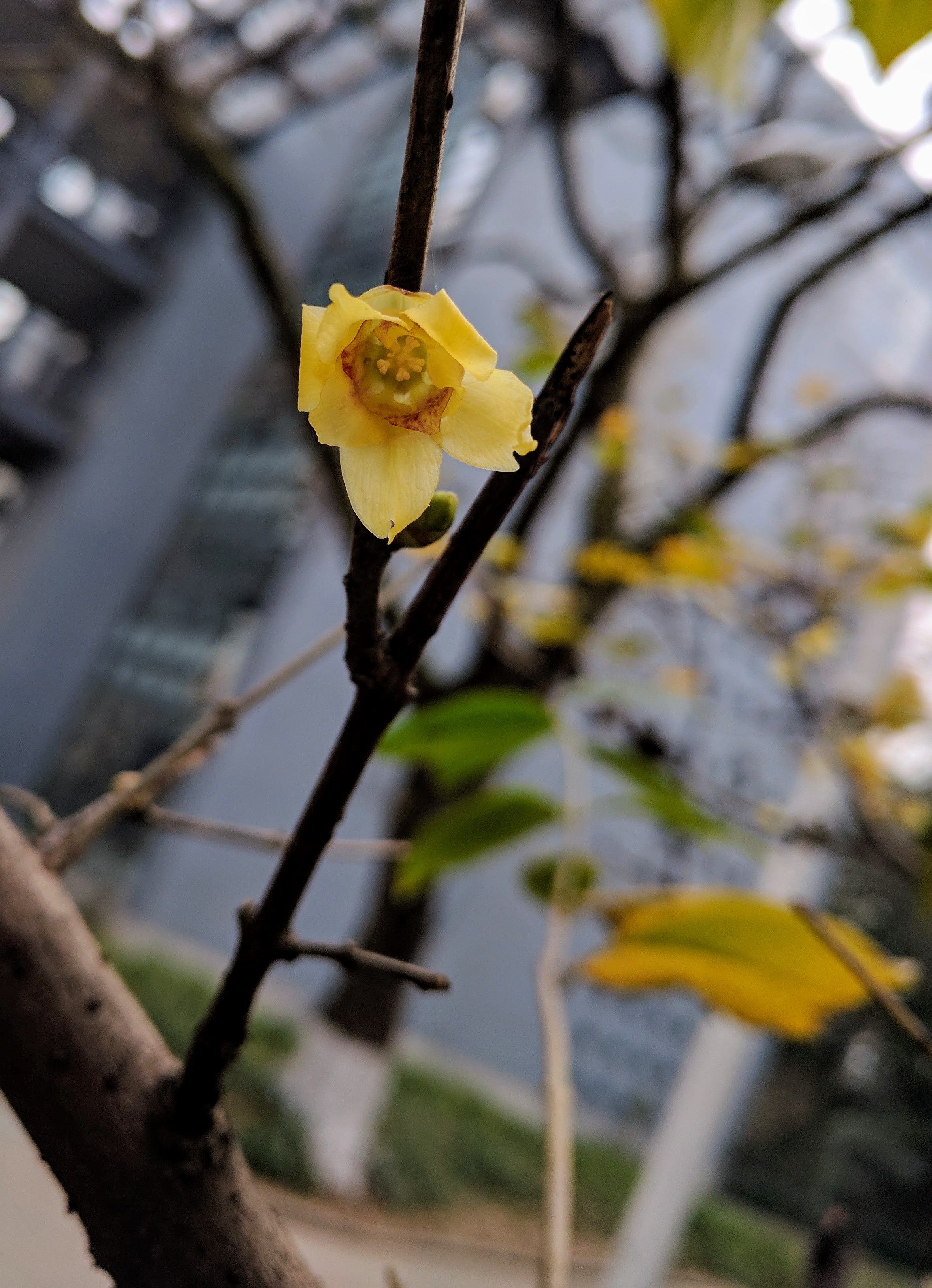 Chimonanthus praecox