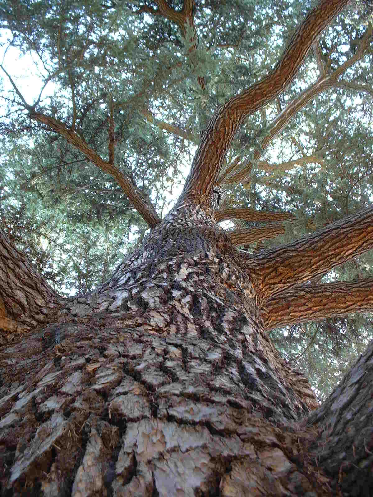 Cedrus libani