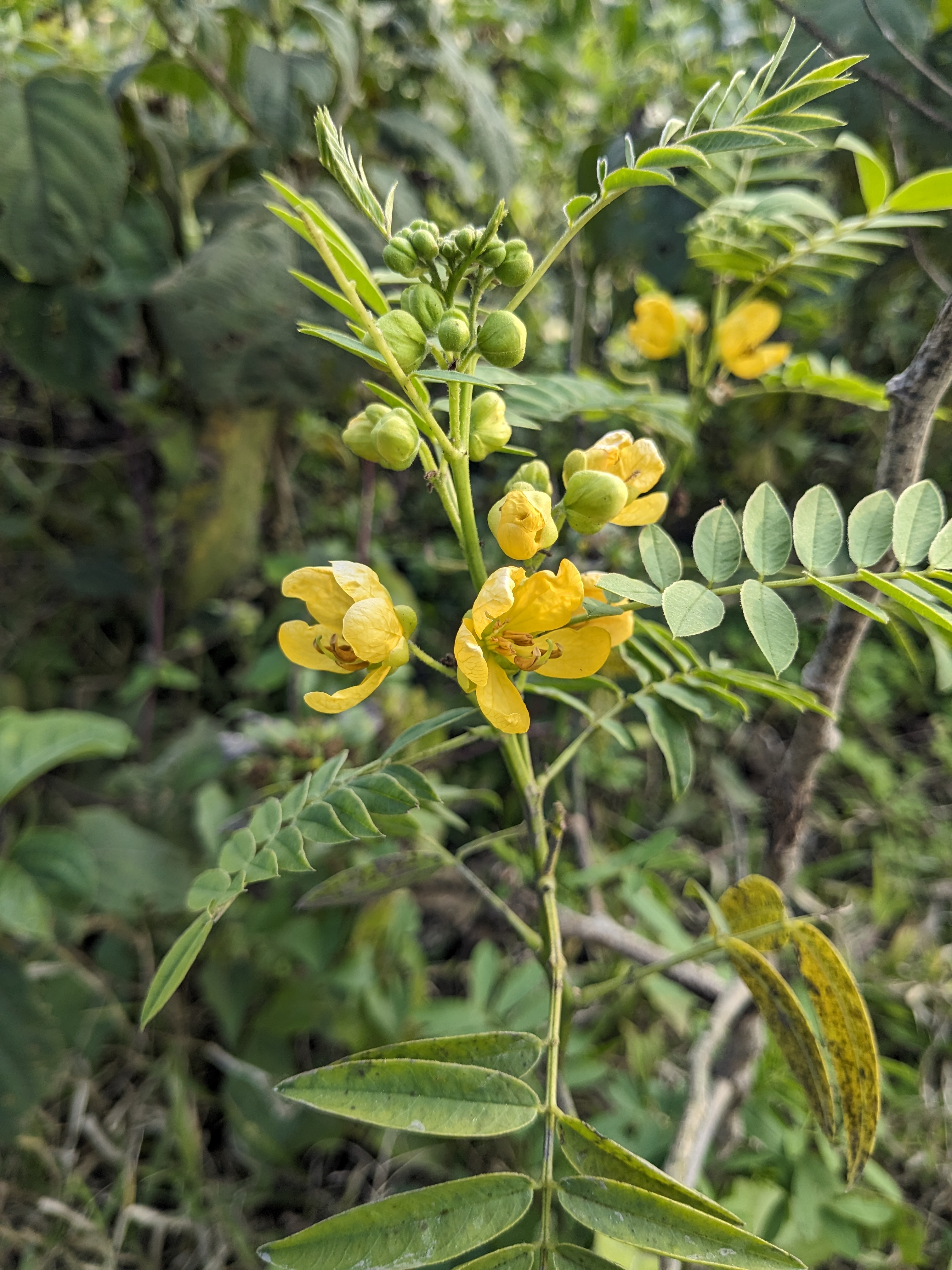 Cassia angustifolia