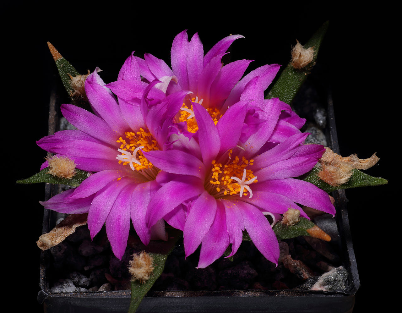 Ariocarpus agavoides