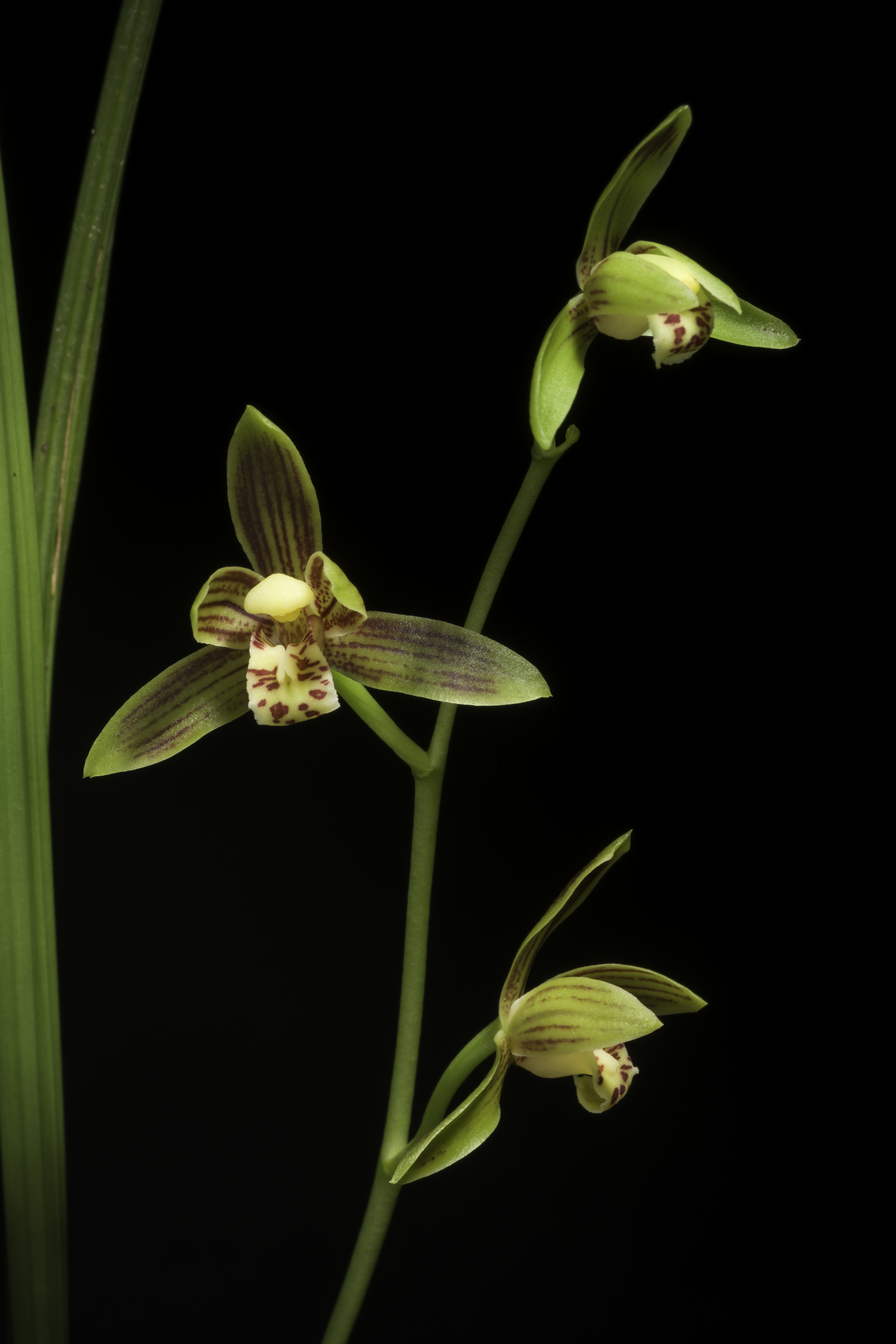 Cymbidium sinense