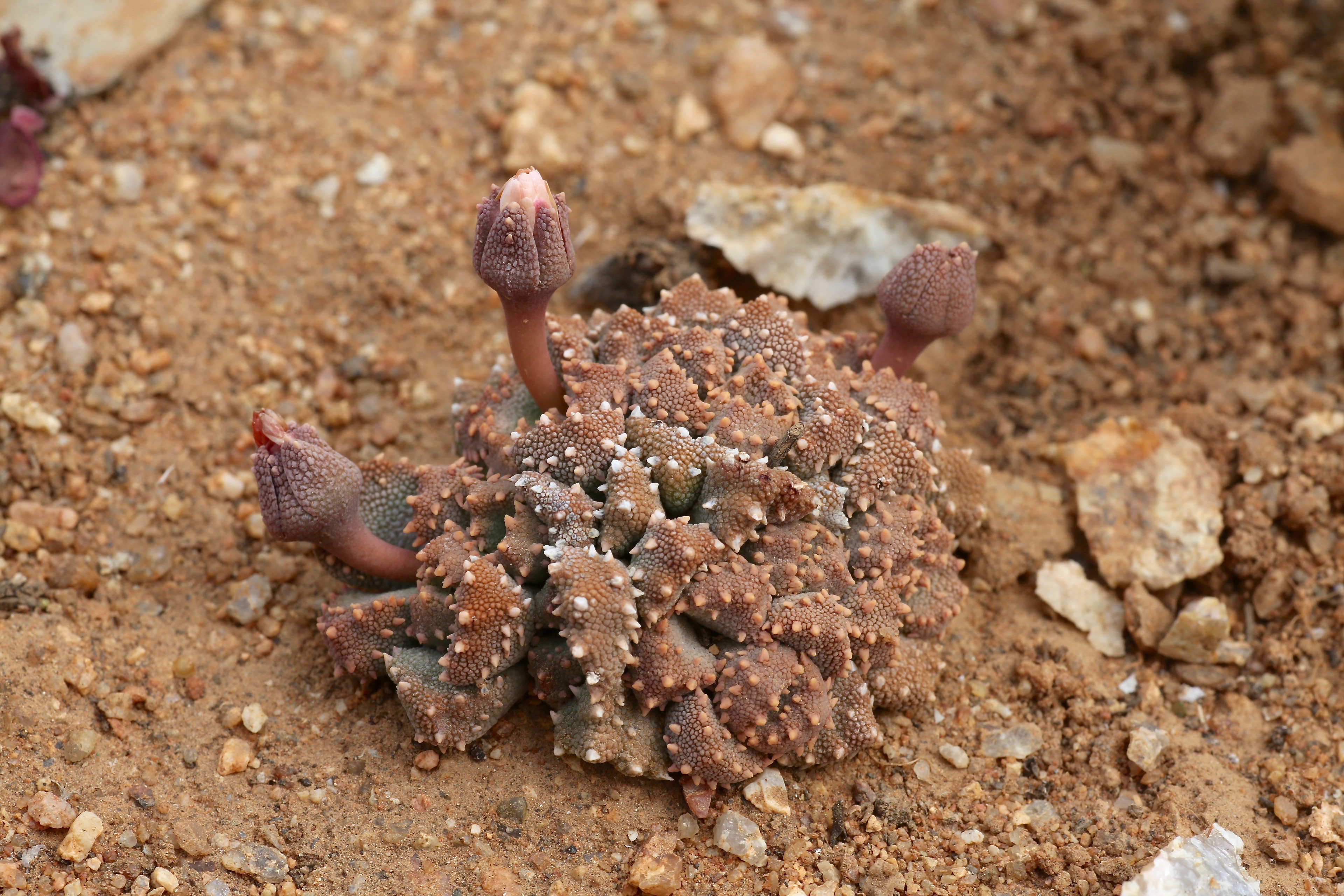 Aloinopsis setifera
