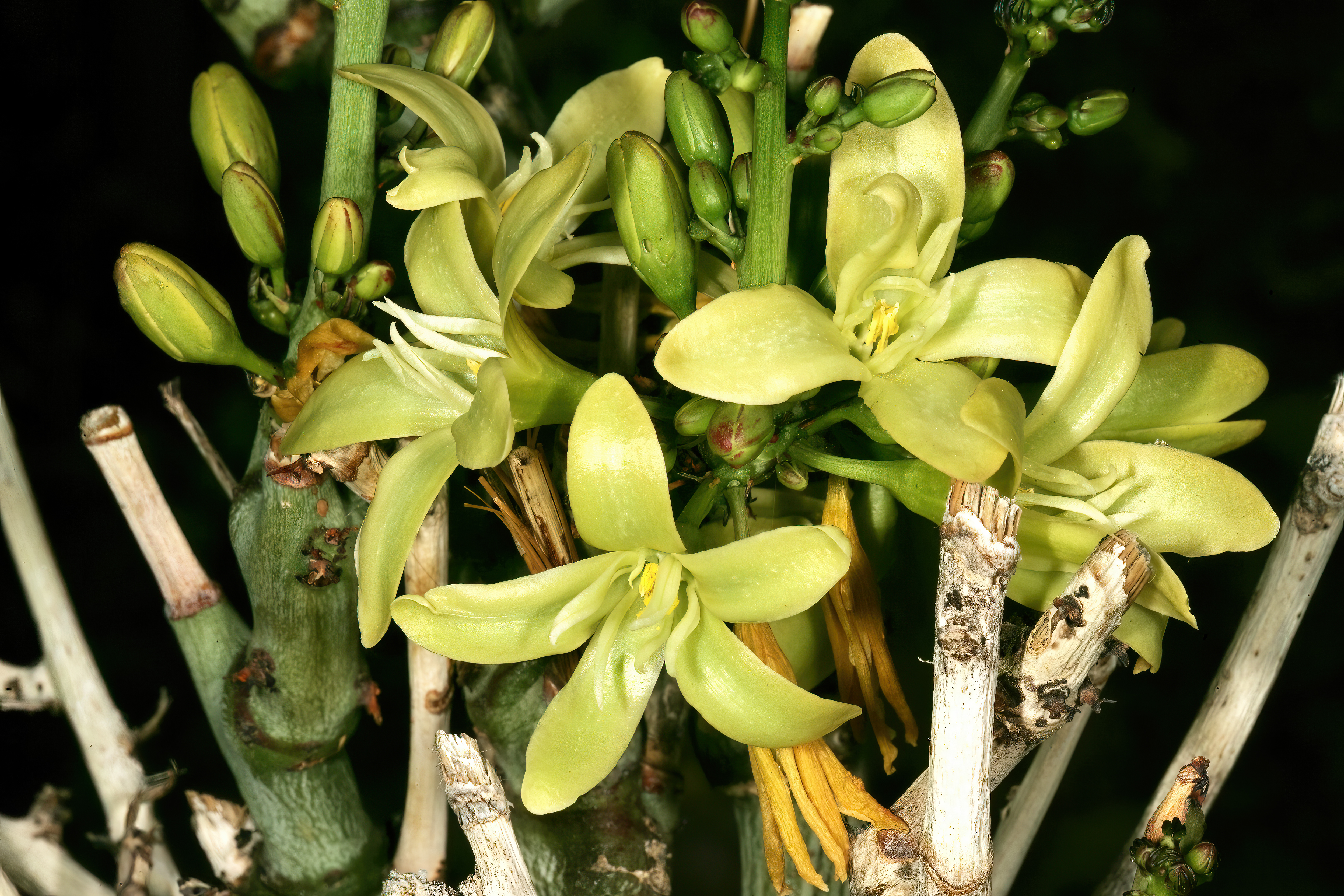 Adenia glauca