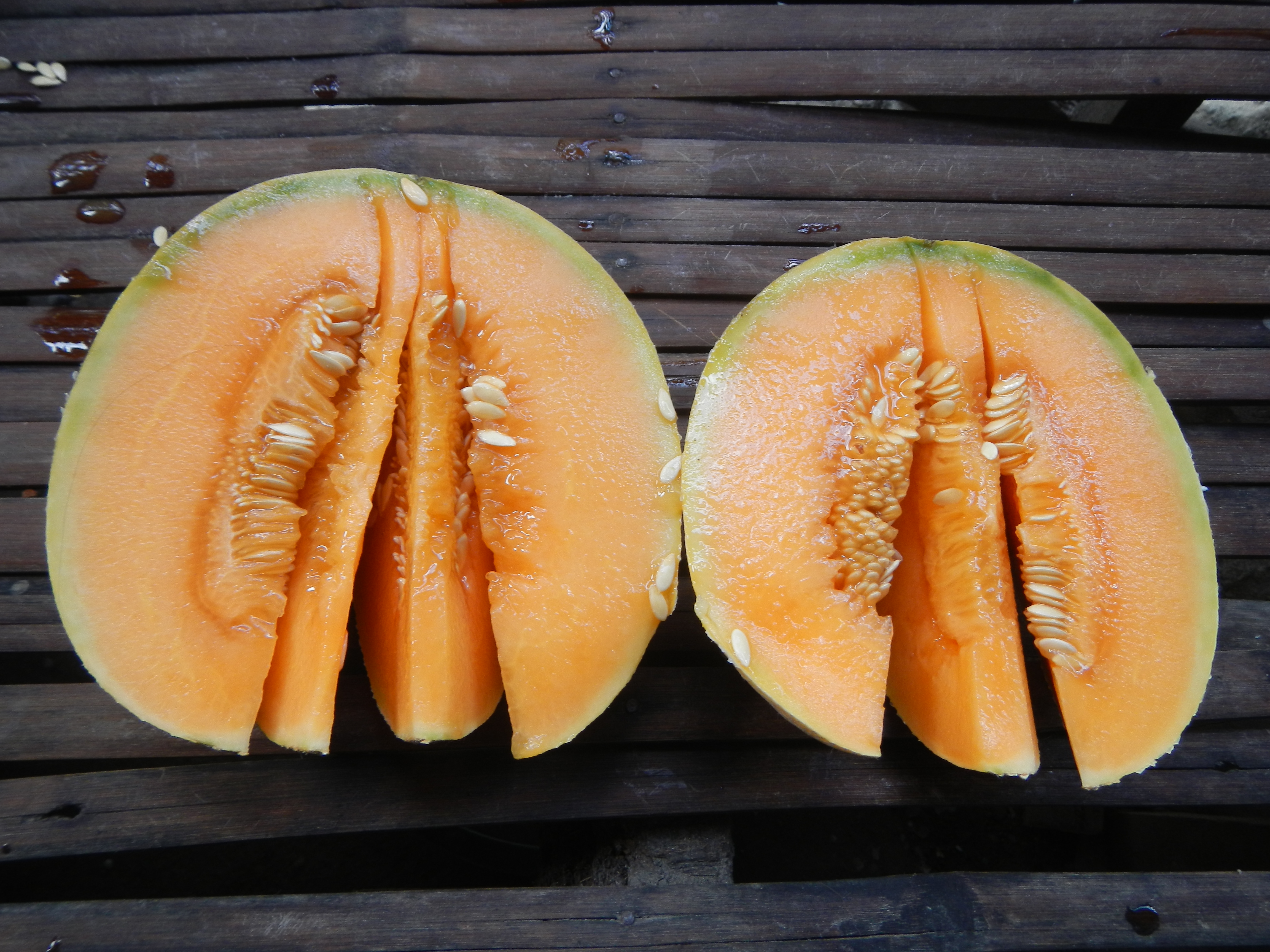 Citrullus lanatus