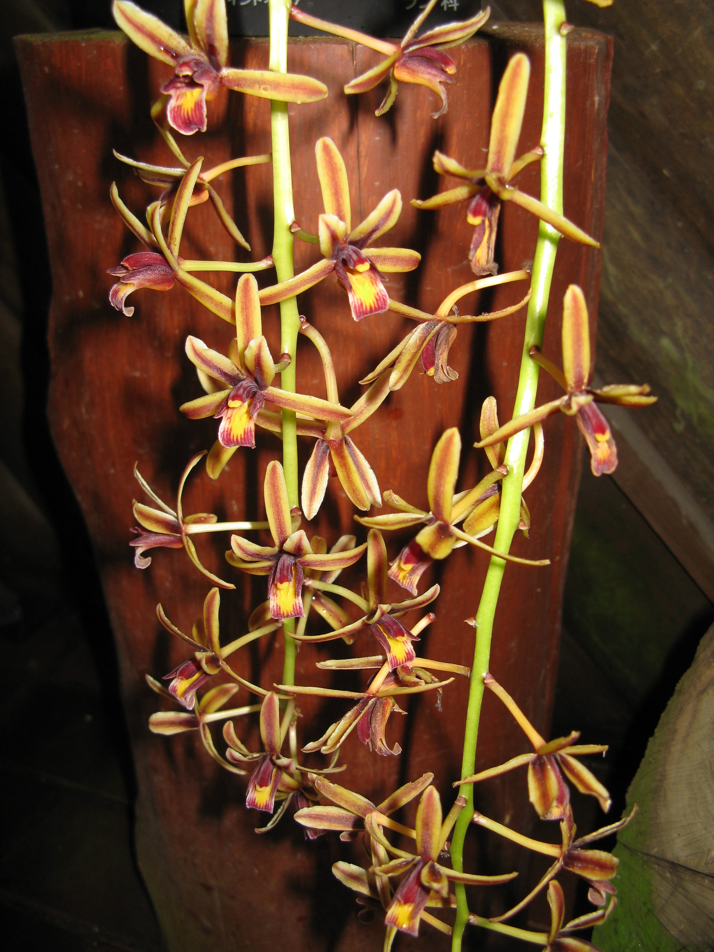 Cymbidium finlaysonianum