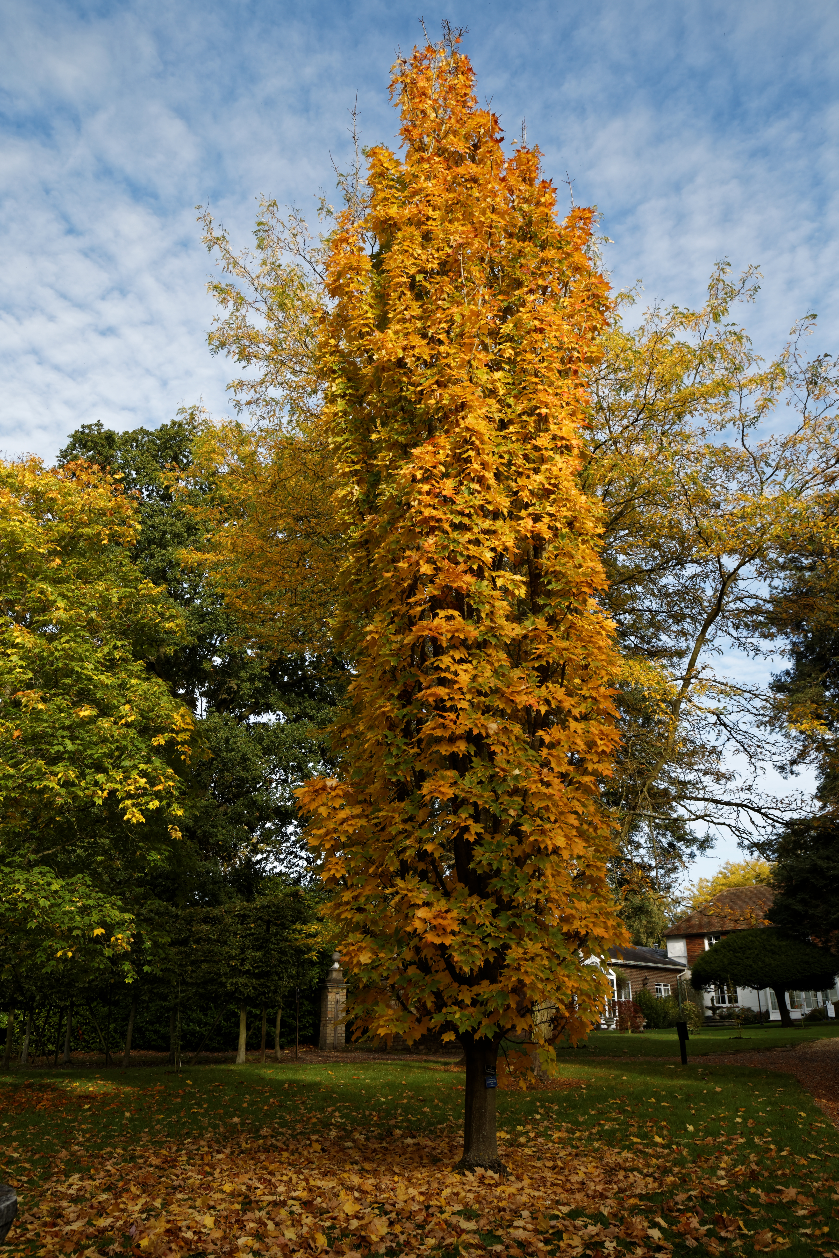 Acer saccharum