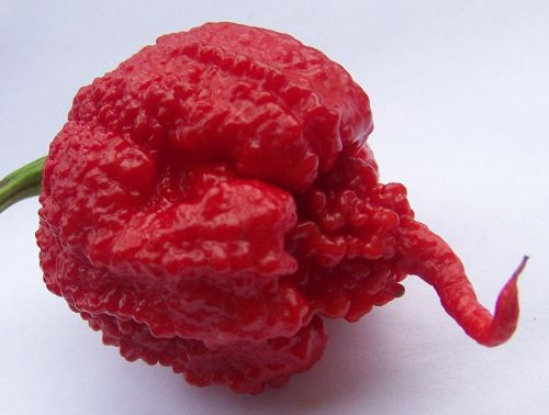 Chili Carolina Reaper