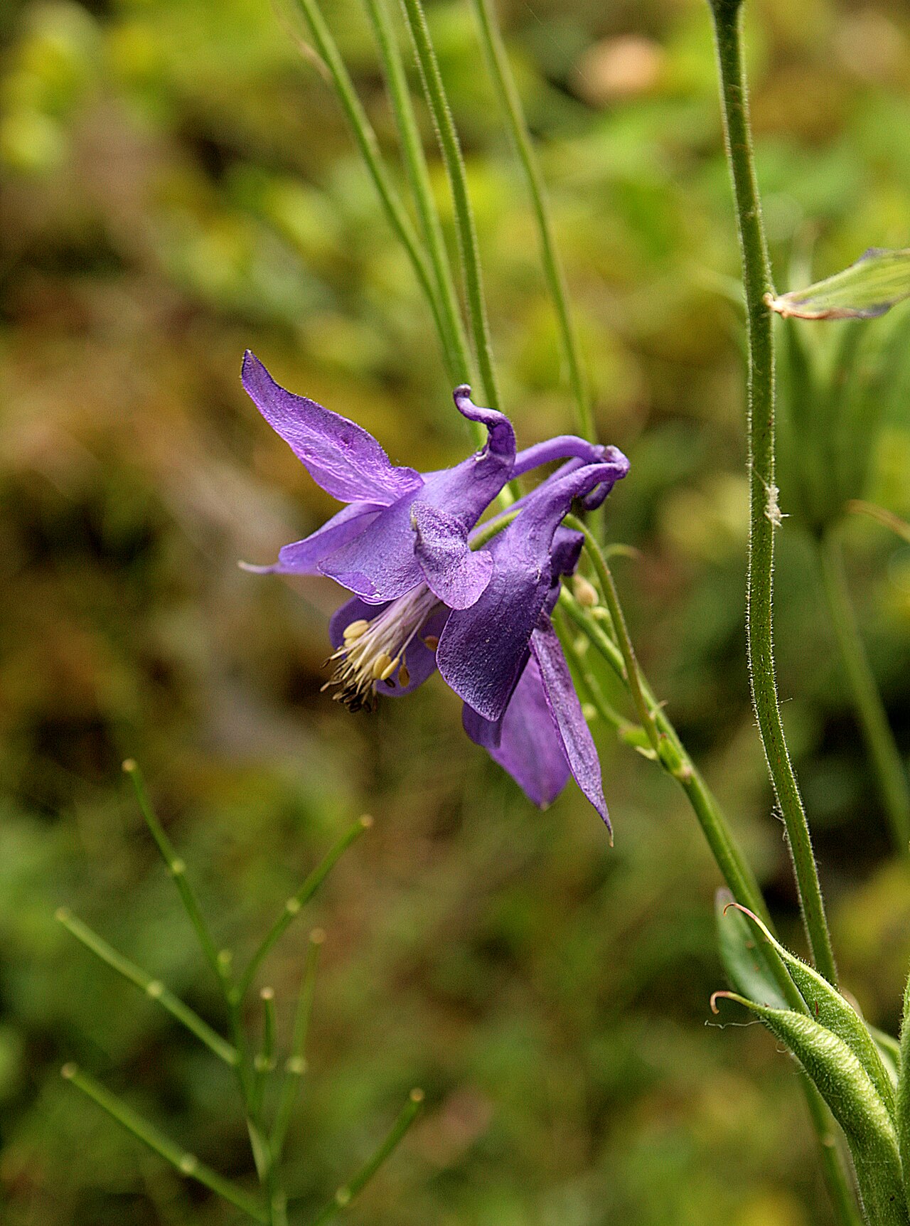 Aquilegia vulgaris