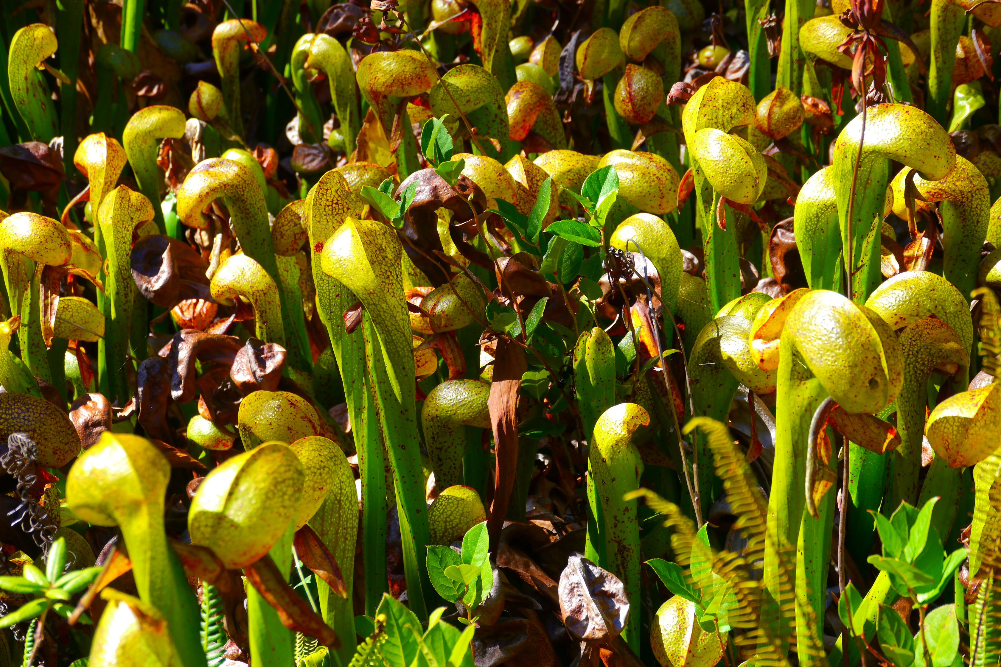 Darlingtonia californica green pitchers