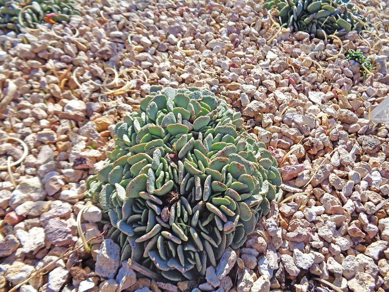 Aloinopsis spathulata