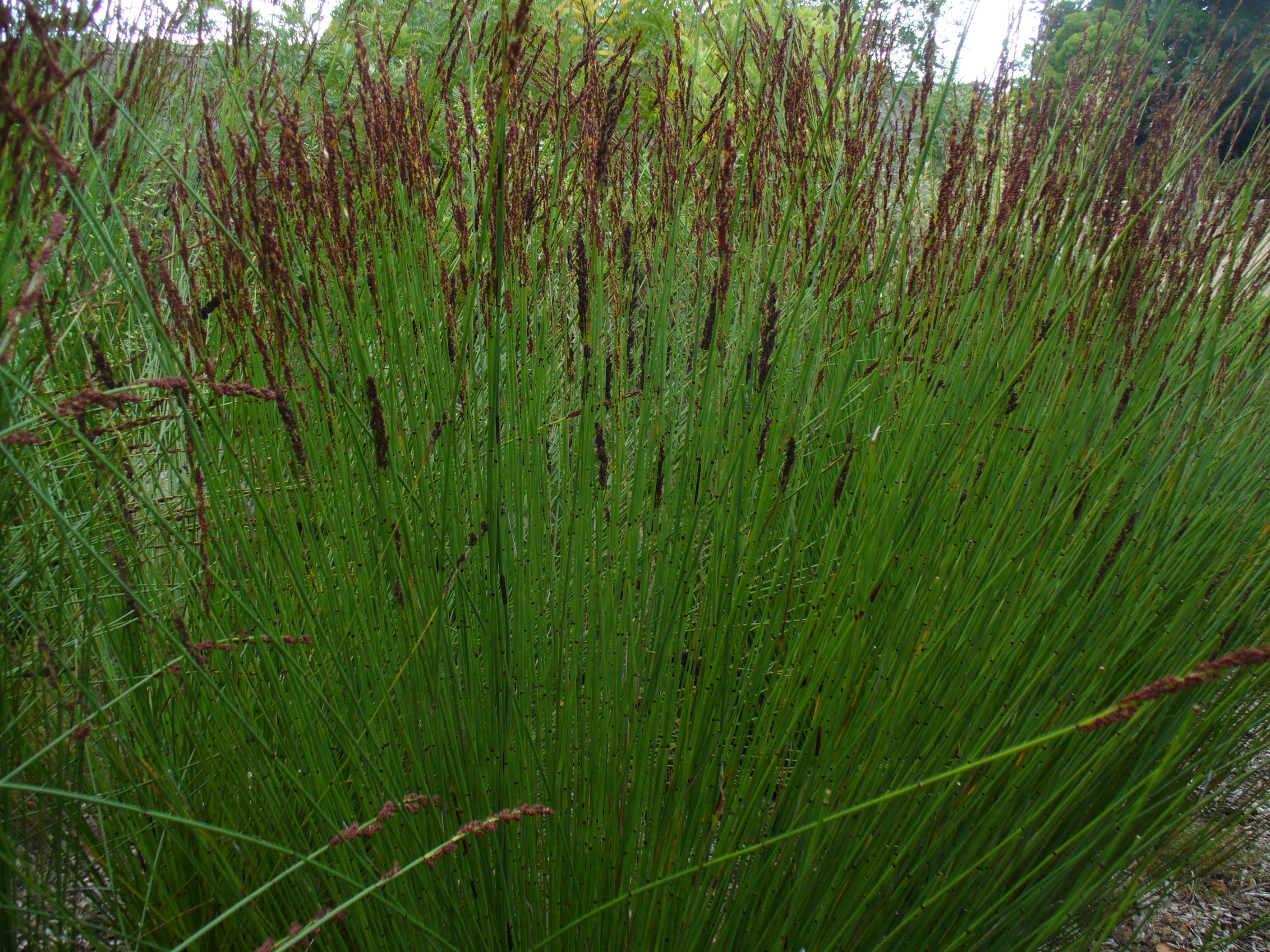 Chondropetalum tectorum