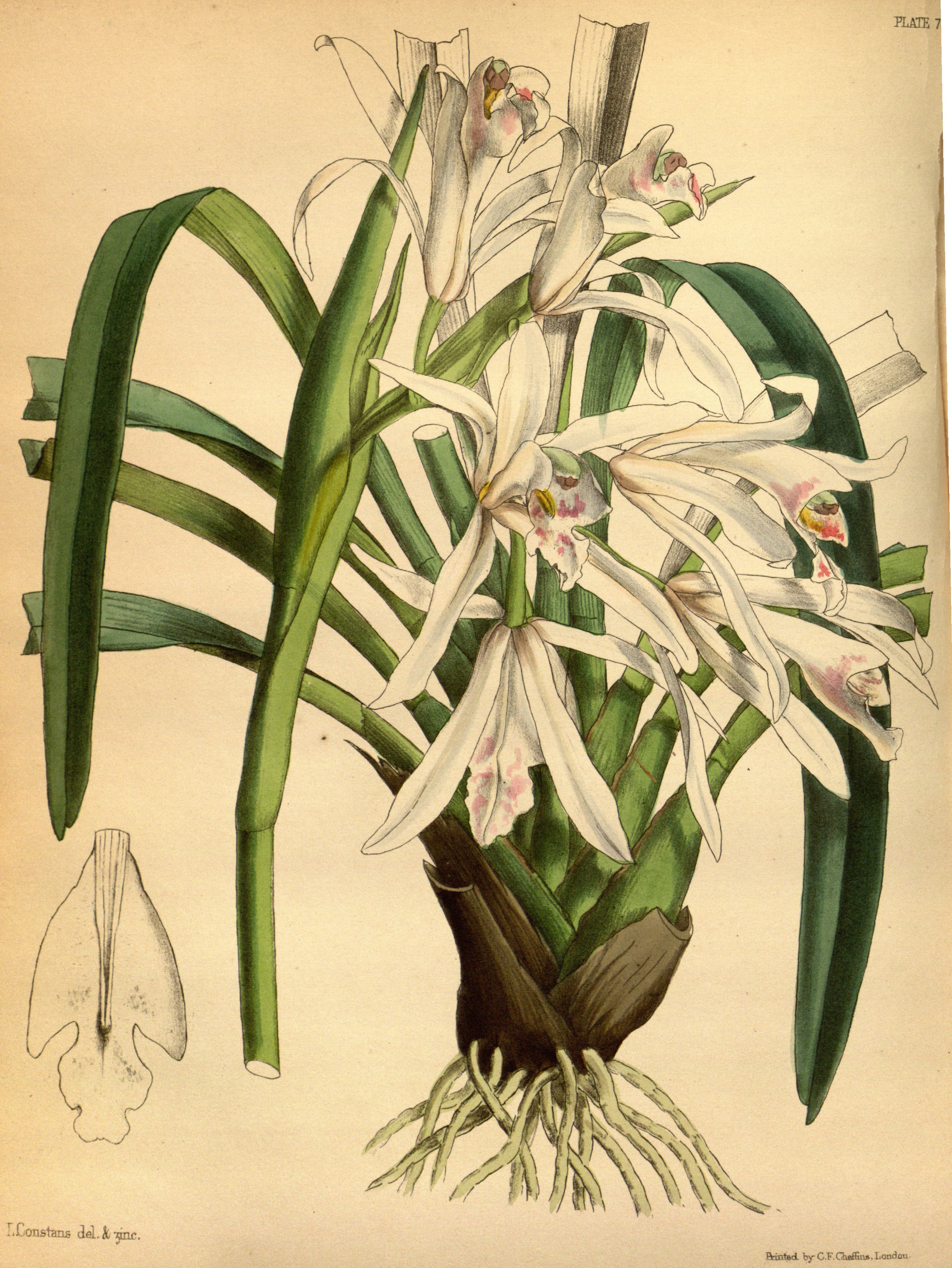 Cymbidium mastersii