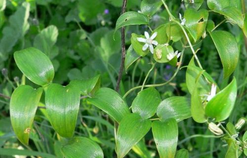 Asparagus asparagoides Smilax