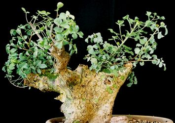 Commiphora campestris
