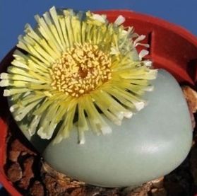 Argyroderma crateriforme