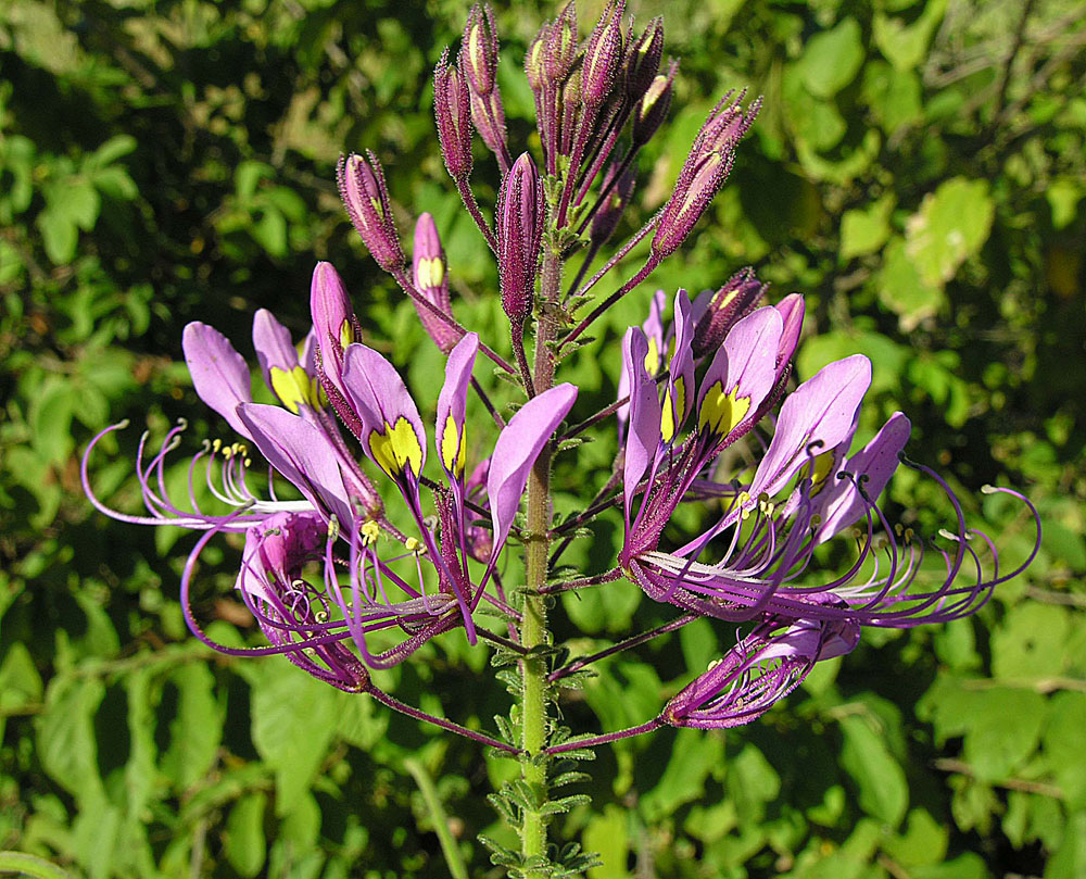 Cleome hirta
