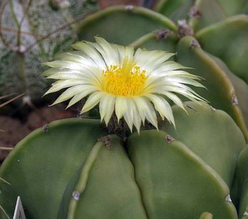 Astrophytum niveum v. nudum