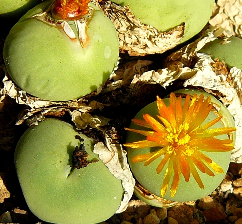 Conophytum calculus