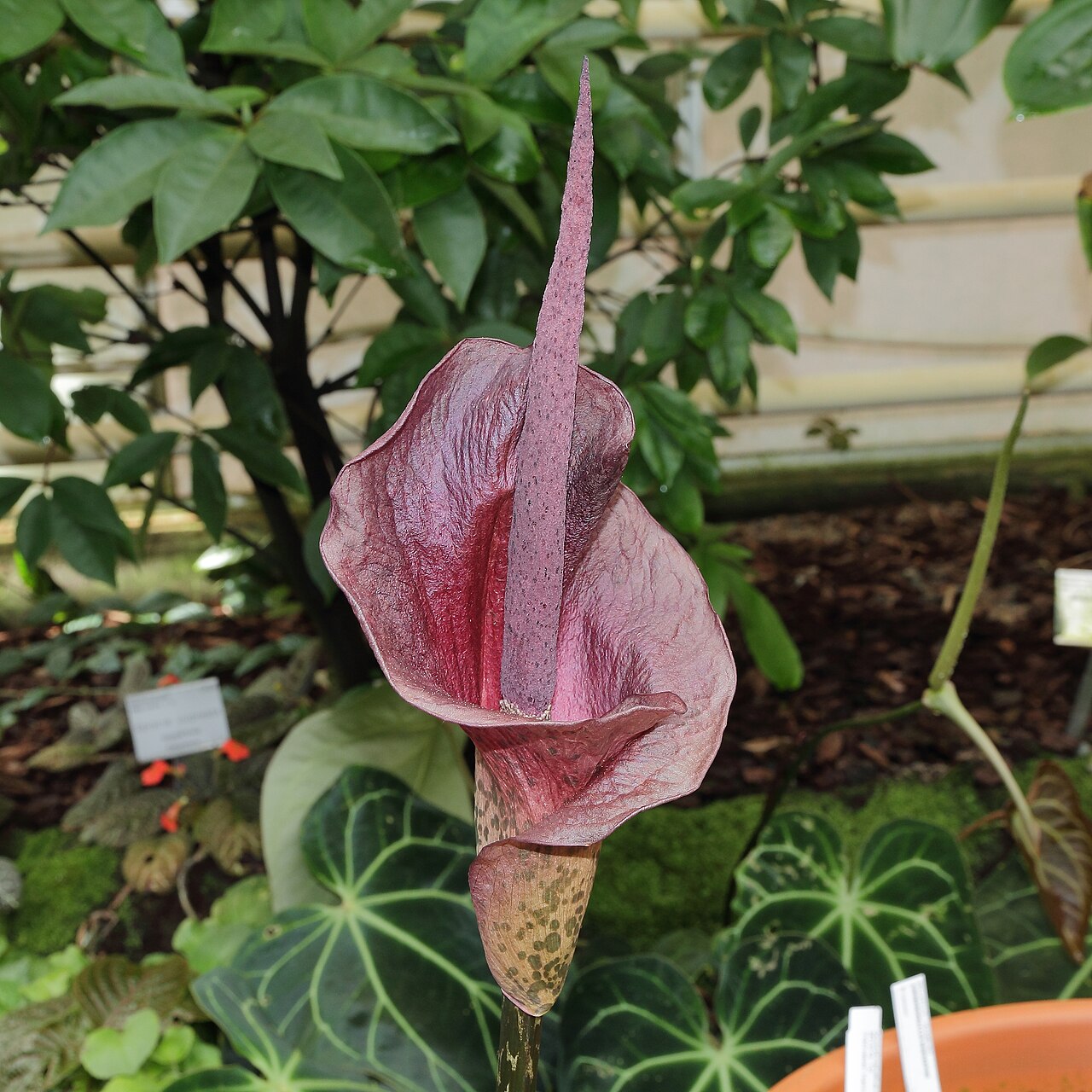 Amorphophallus konjac