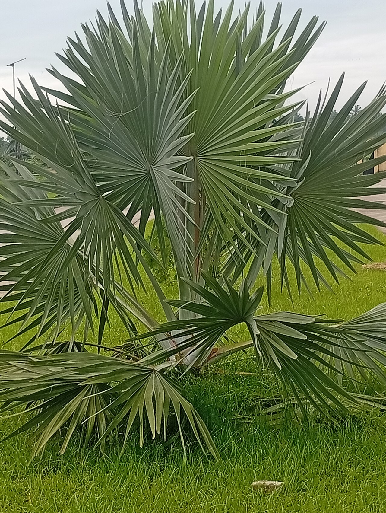 Bismarckia nobilis Silver