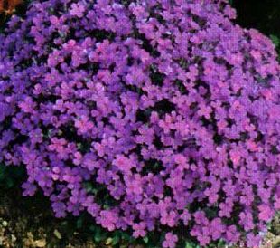 Aubrieta hybrida Hendersonii