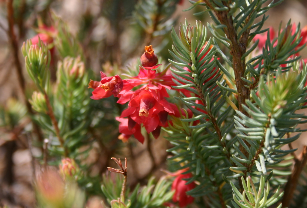 Erica glauca