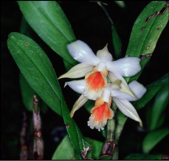 Dendrobium cariniferum